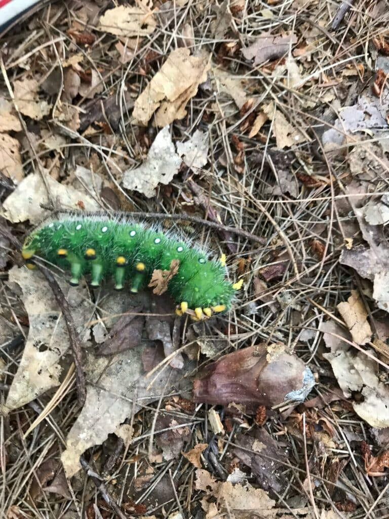 Imperial Moth Caterpillar 1